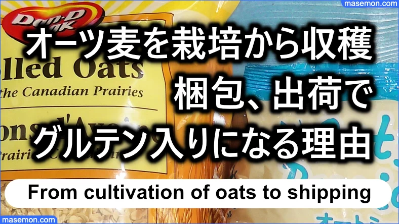 オーツ麦を栽培、収穫、梱包、出荷するとグルテン入りになる理由